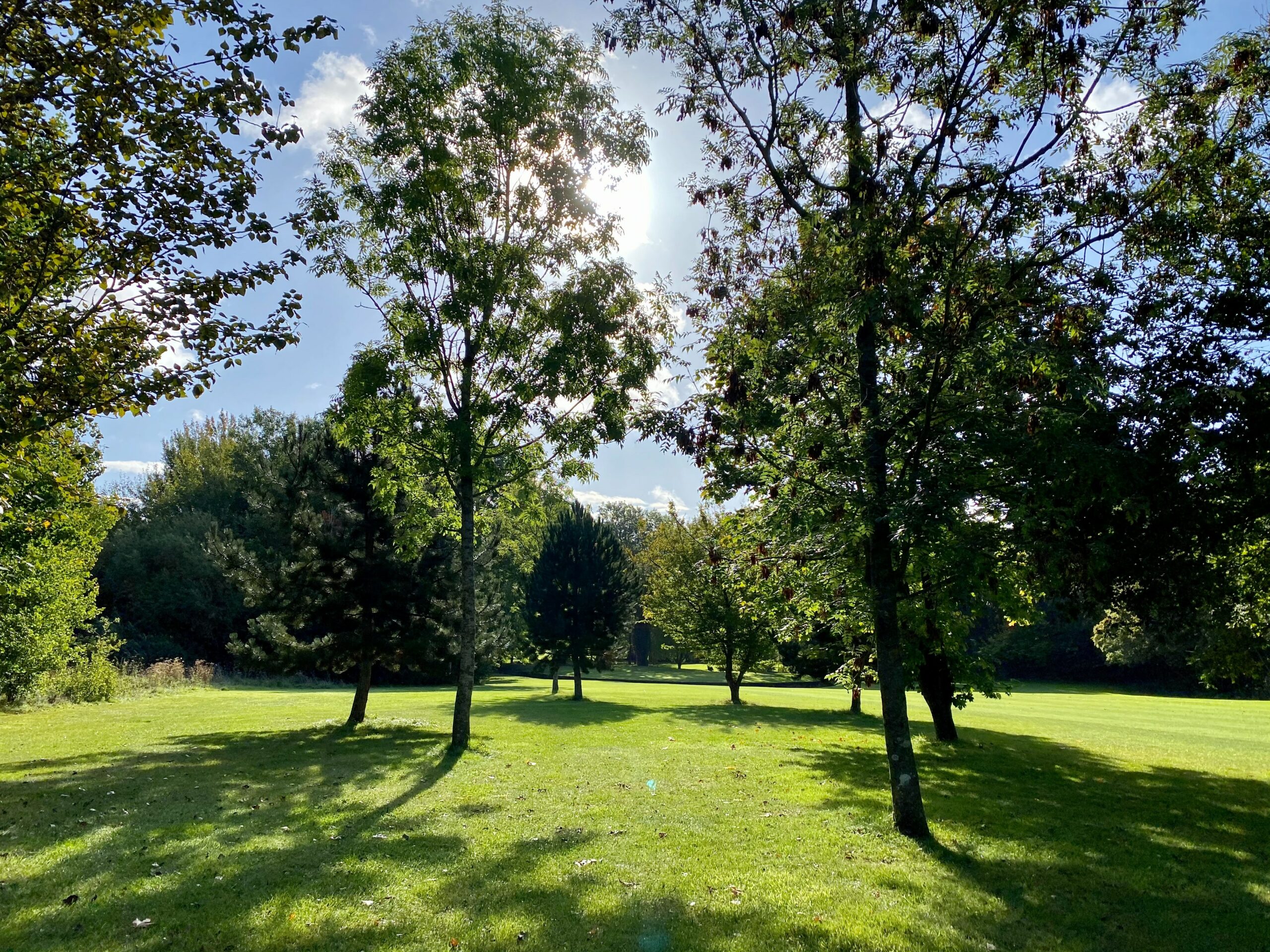 A park in Swindon with trees and the sun peaking through.