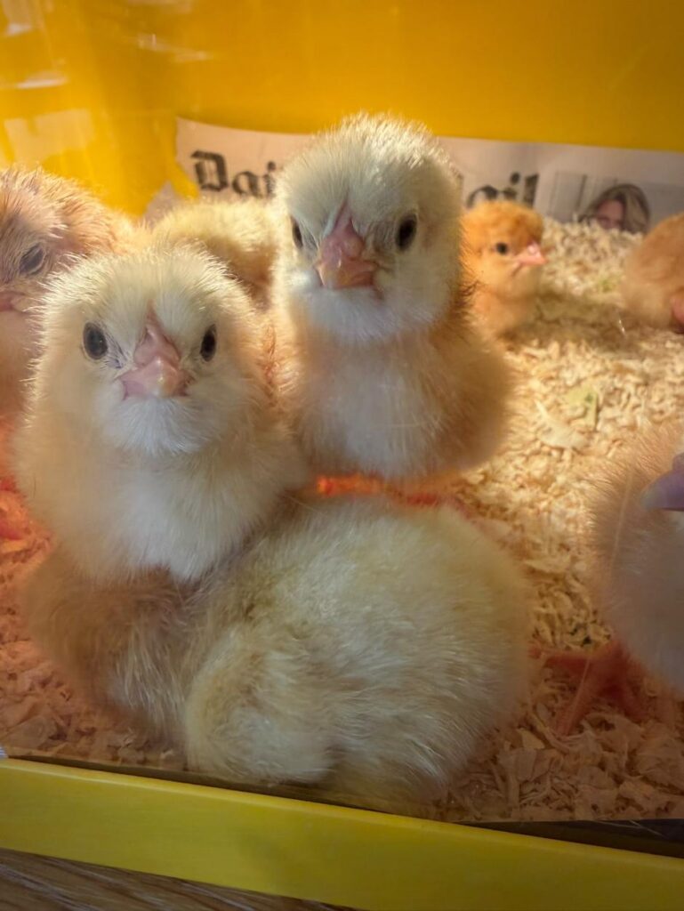 chicks