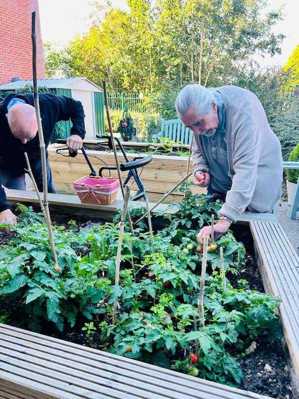 two residents picking tomato plants